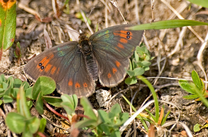 Erebia medusa ed Erebia cassioides (Nymphalidae Satyrinae)